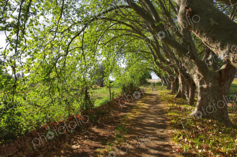 Treelined dirt road, Alentejo, Portugal