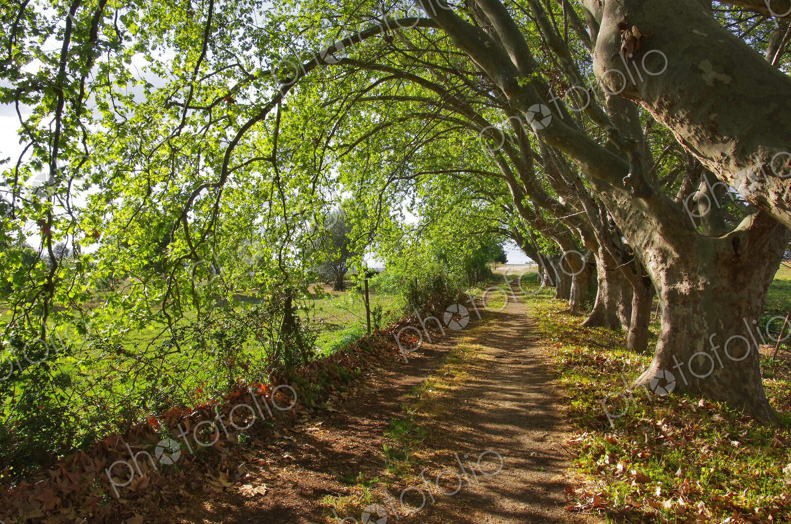 Treelined dirt road, Alentejo, Portugal