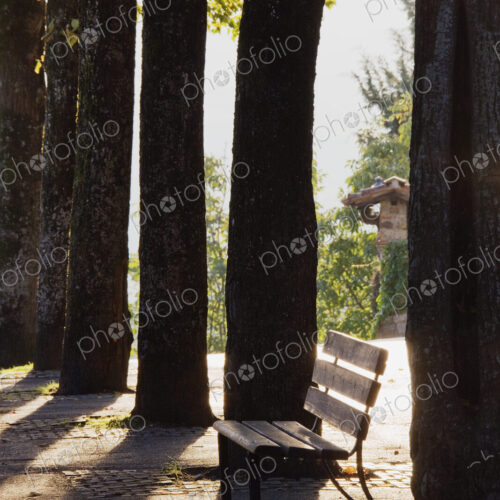 Trees and Bench Trees and Bench