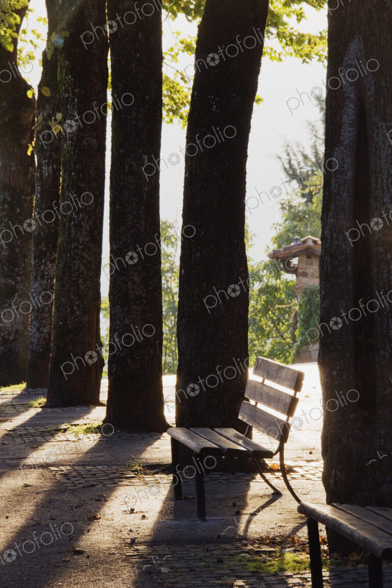 Trees and Bench