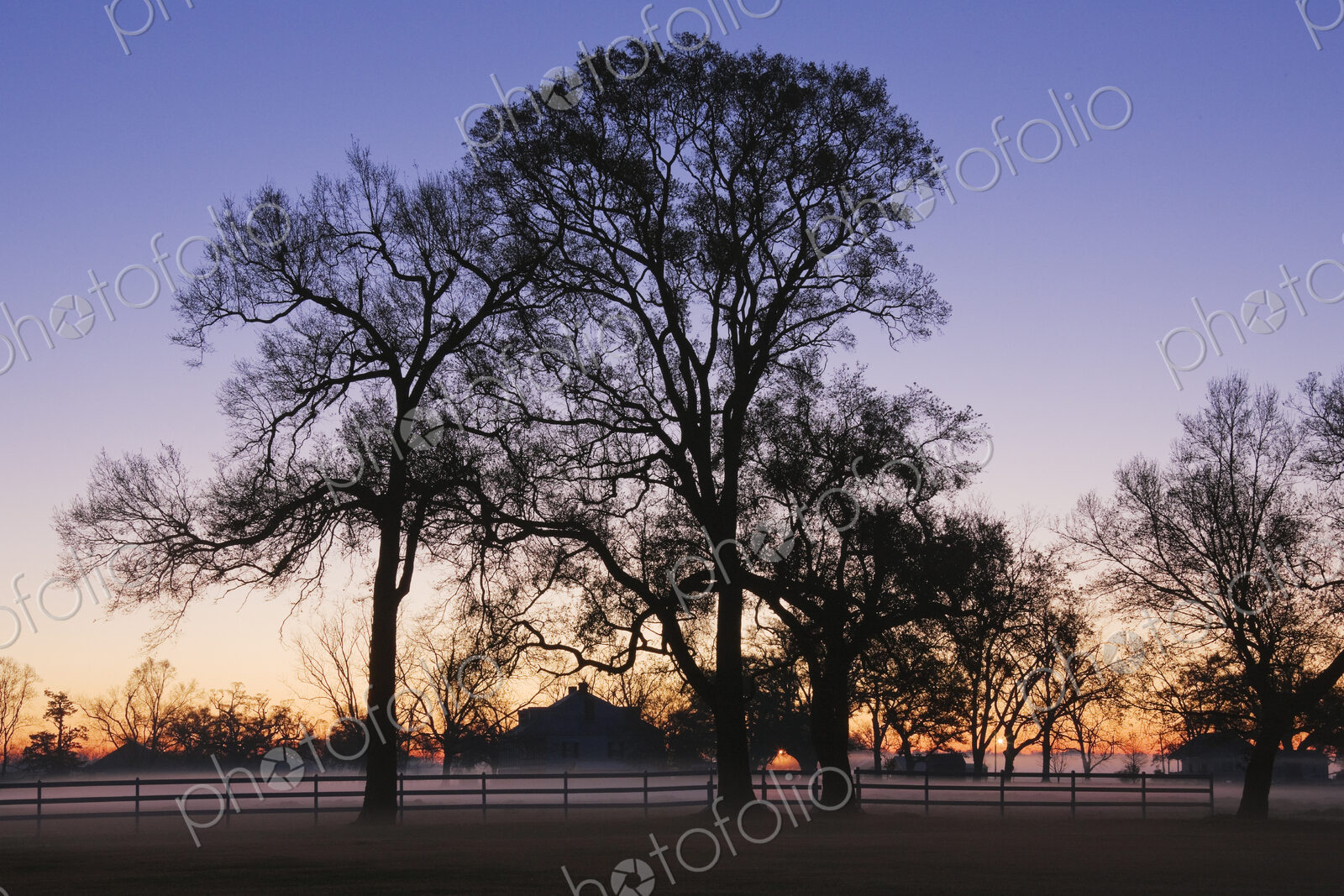 Trees and Fence in the Mist