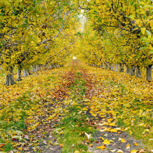 Trees and autumn leaves on dirt path Trees and autumn leaves on dirt path