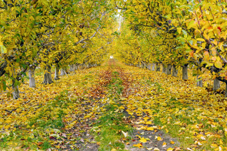 Trees and autumn leaves on dirt path
