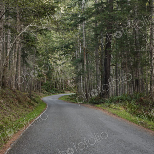 Trees and forest lining rural road Trees and forest lining rural road