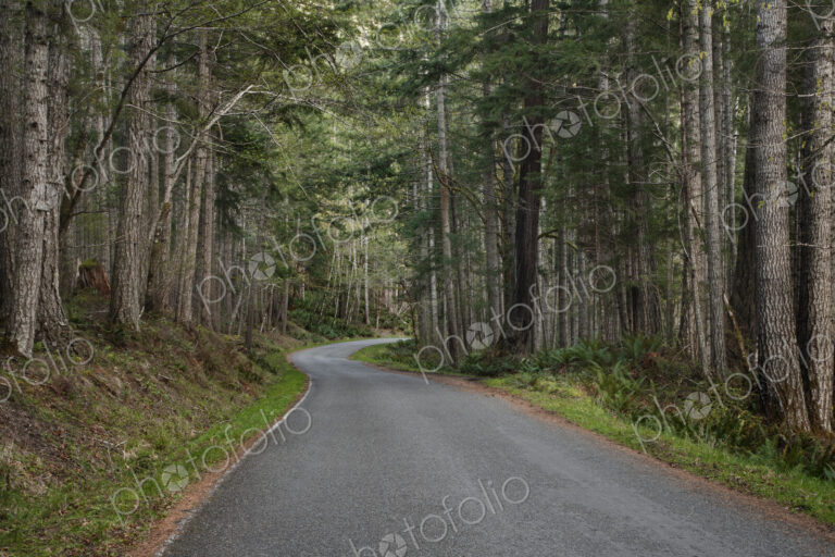 Trees and forest lining rural road