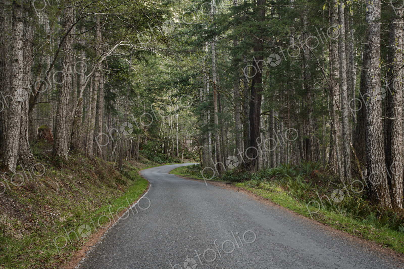 Trees and forest lining rural road