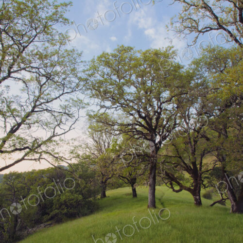 Trees growing in grassy field