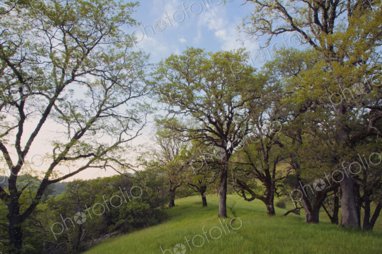 Trees growing in grassy field