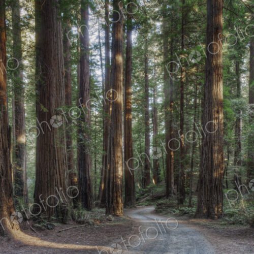 Trees growing in state park forest, California, United States