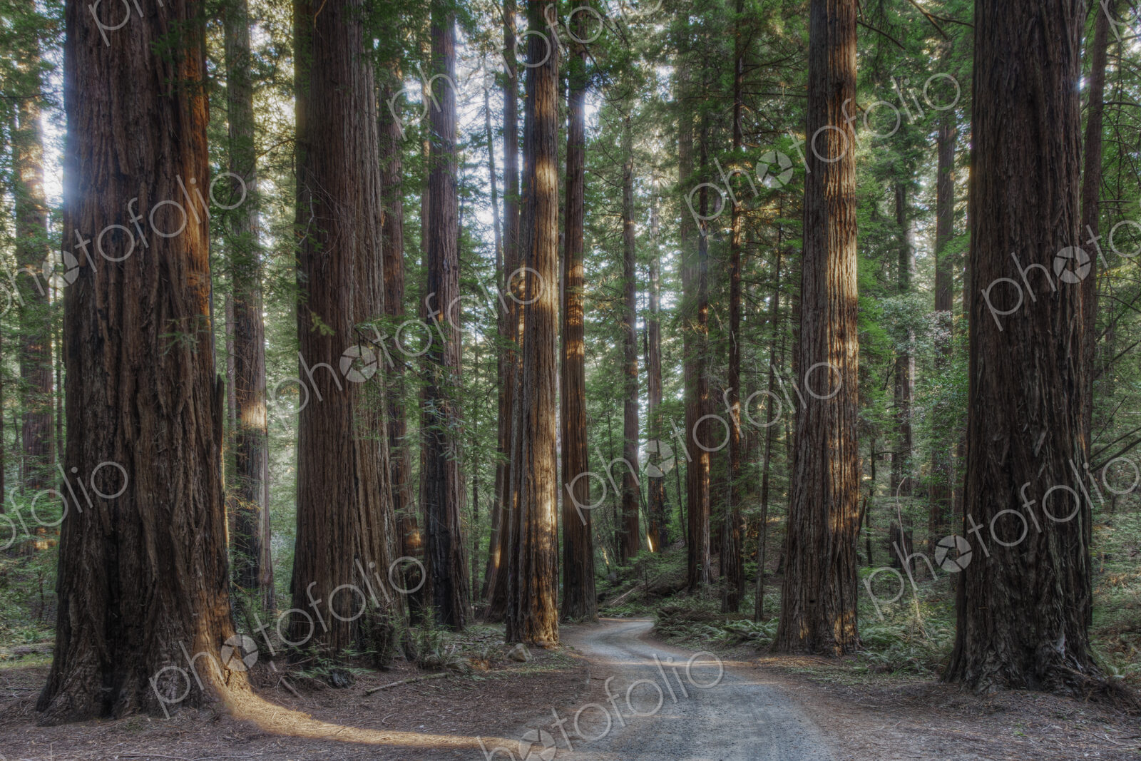 Trees growing in state park forest, California, United States