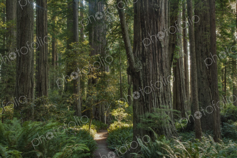 Trees growing in state park forest, California, United States