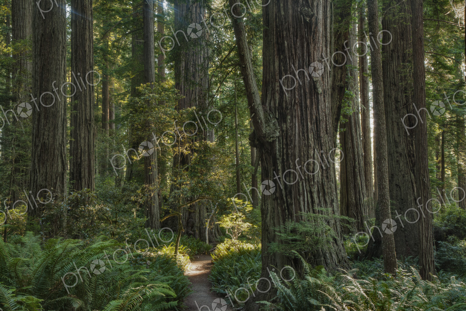 Trees growing in state park forest, California, United States