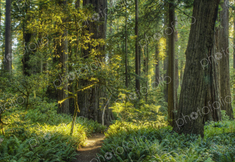 Trees growing in state park forest, California, United States