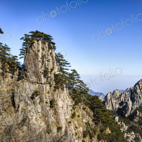 Trees growing on rocky mountains, Huangshan, Anhui, China Trees growing on rocky mountains, Huangshan, Anhui, China