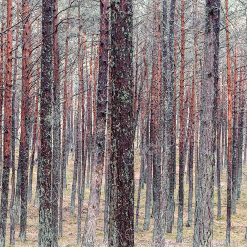 Trees in a forest in Vilnius, Lithuania. Trees in a forest in Vilnius, Lithuania.