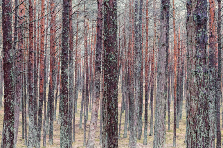Trees in a forest in Vilnius, Lithuania.