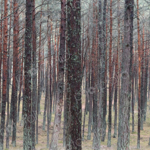 Trees in a forest in Vilnius, Lithuania. Trees in a forest in Vilnius, Lithuania.