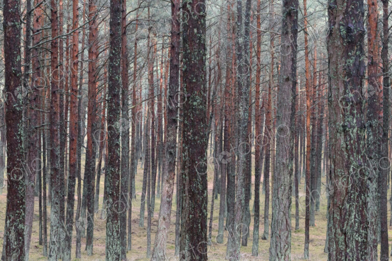 Trees in a forest in Vilnius, Lithuania.