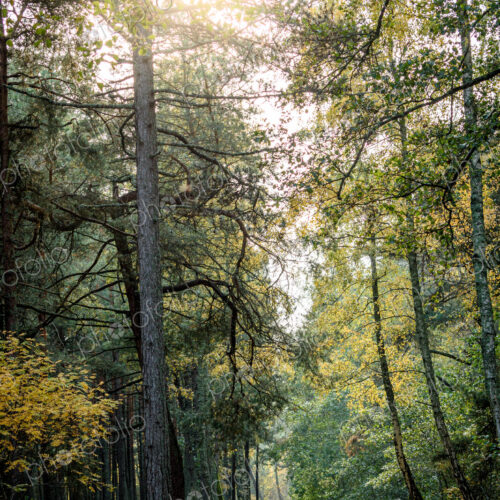 Trees in a forest in Vilnius, Lithuania. Trees in a forest in Vilnius, Lithuania.