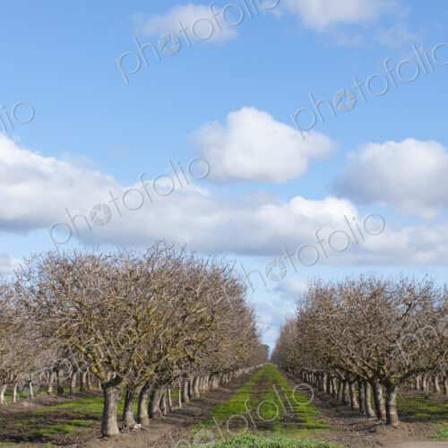 Trees in orchard Trees in orchard