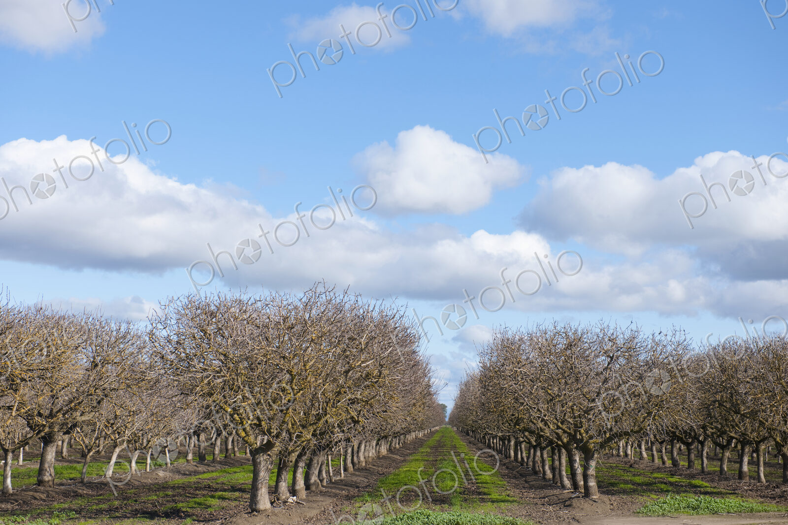 Trees in orchard