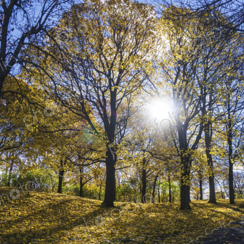 Trees in park on sunny day Trees in park on sunny day