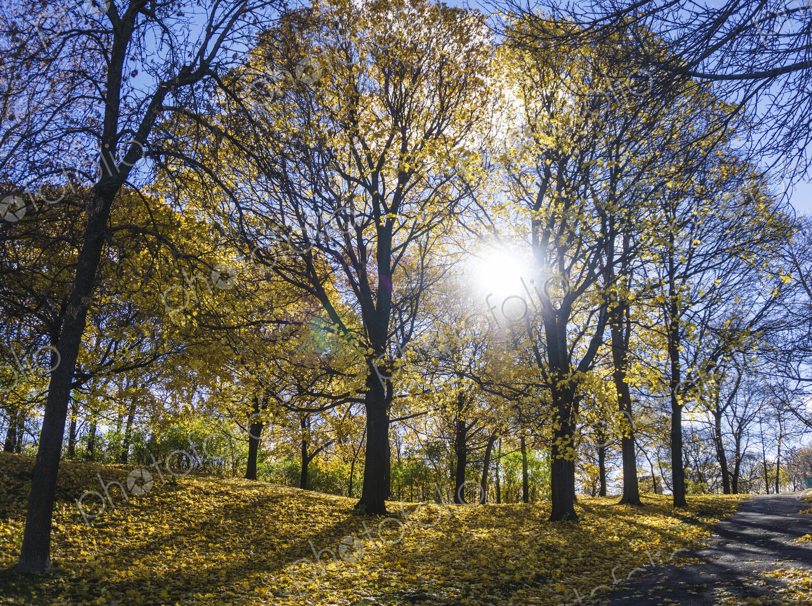 Trees in park on sunny day