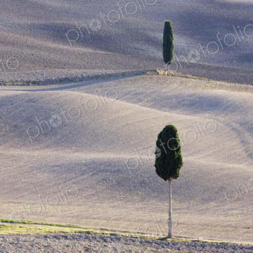 Trees in rural farming landscape.