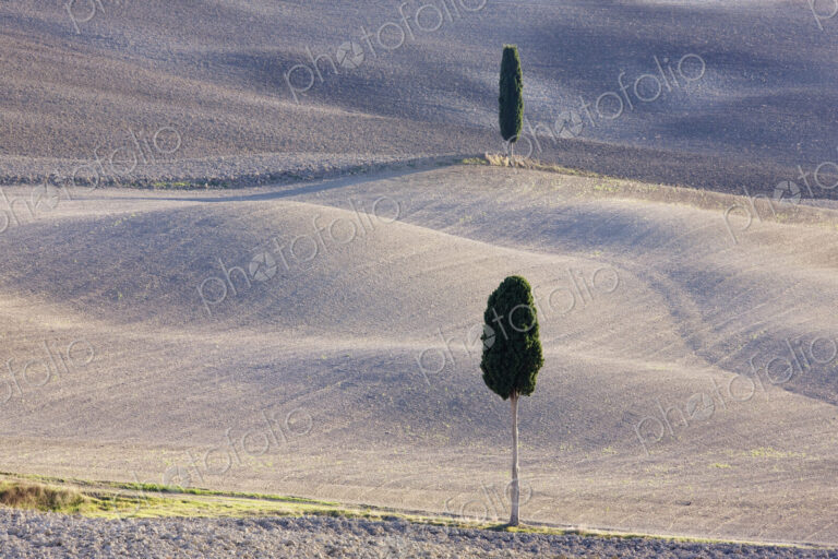 Trees in rural farming landscape.