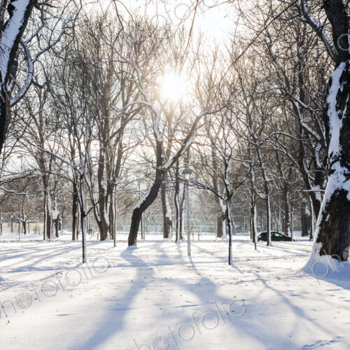 Trees in snowy park