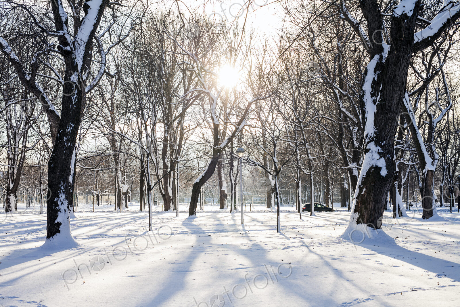 Trees in snowy park
