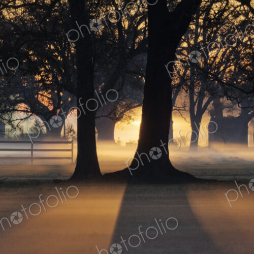 Trees in the Morning Mist