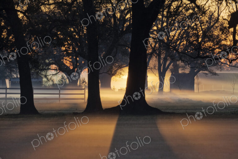 Trees in the Morning Mist