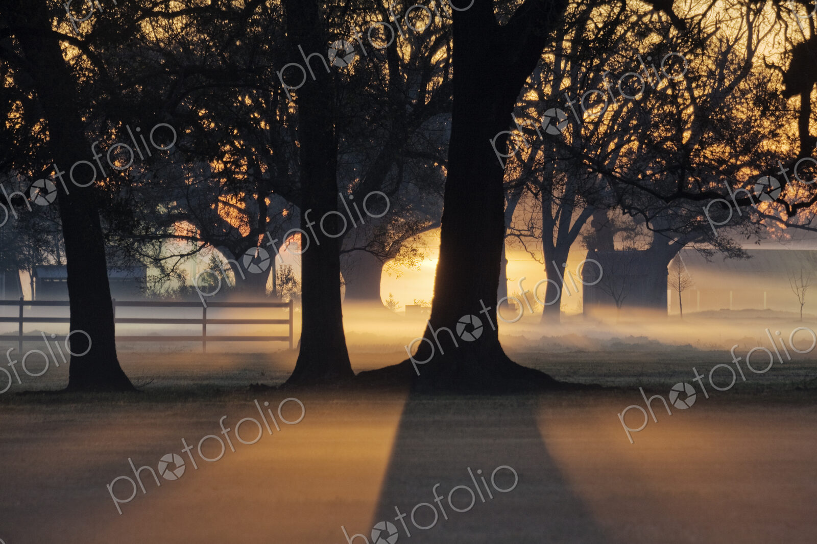 Trees in the Morning Mist