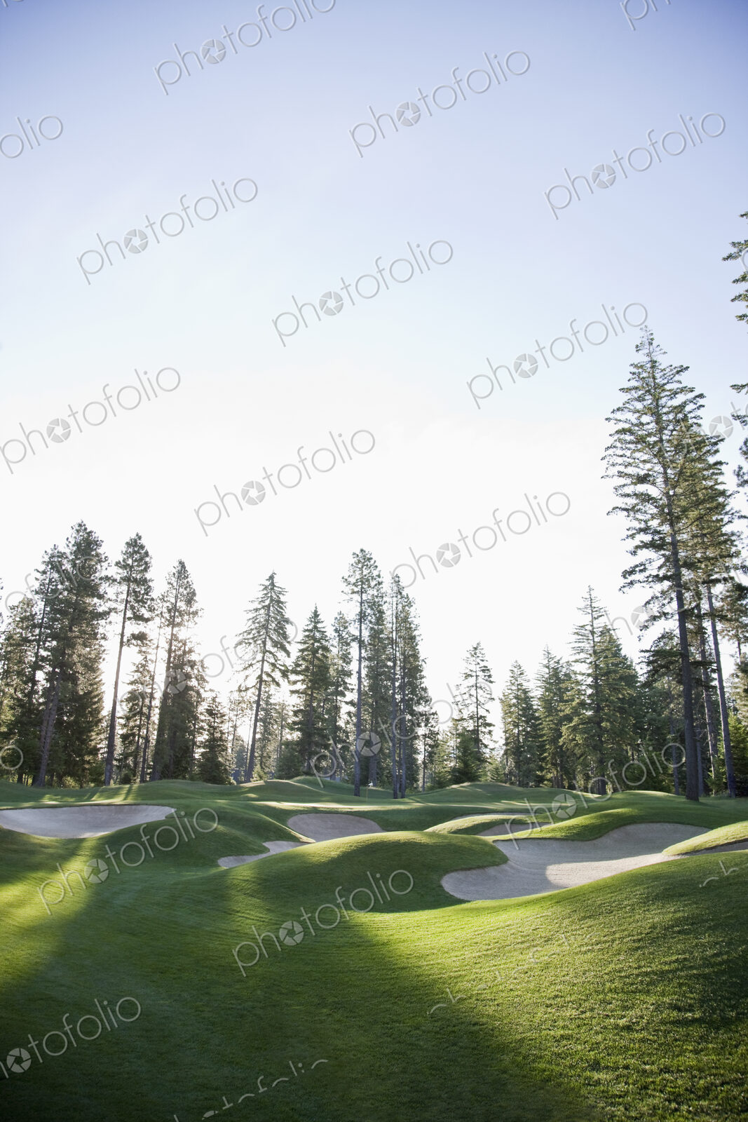 Trees surrounding golf course with sandtraps