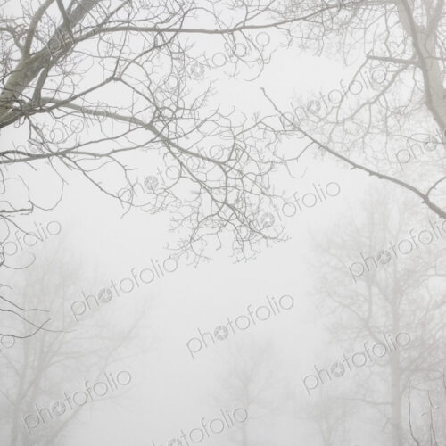 Trees with bare branches in winter seen through thick mist in winter.
