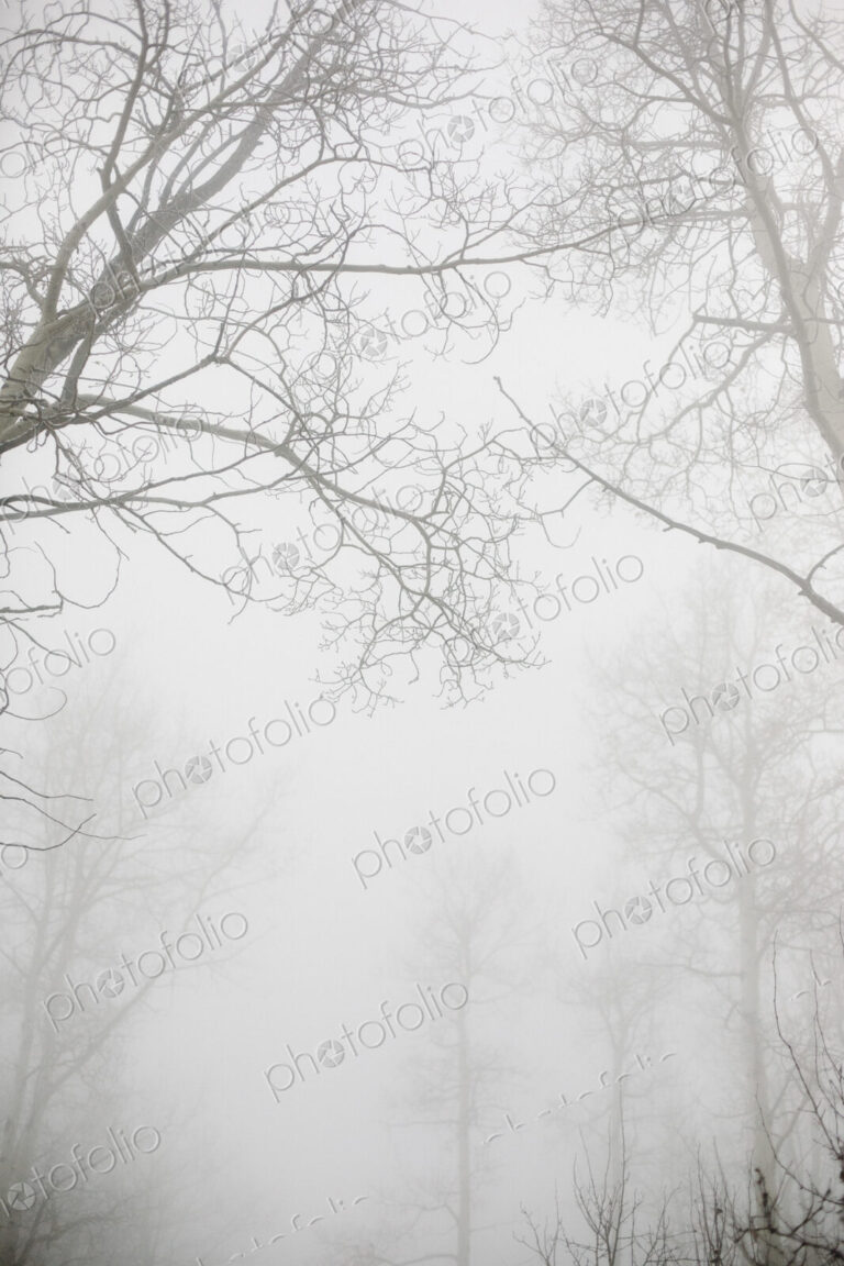 Trees with bare branches in winter seen through thick mist in winter.