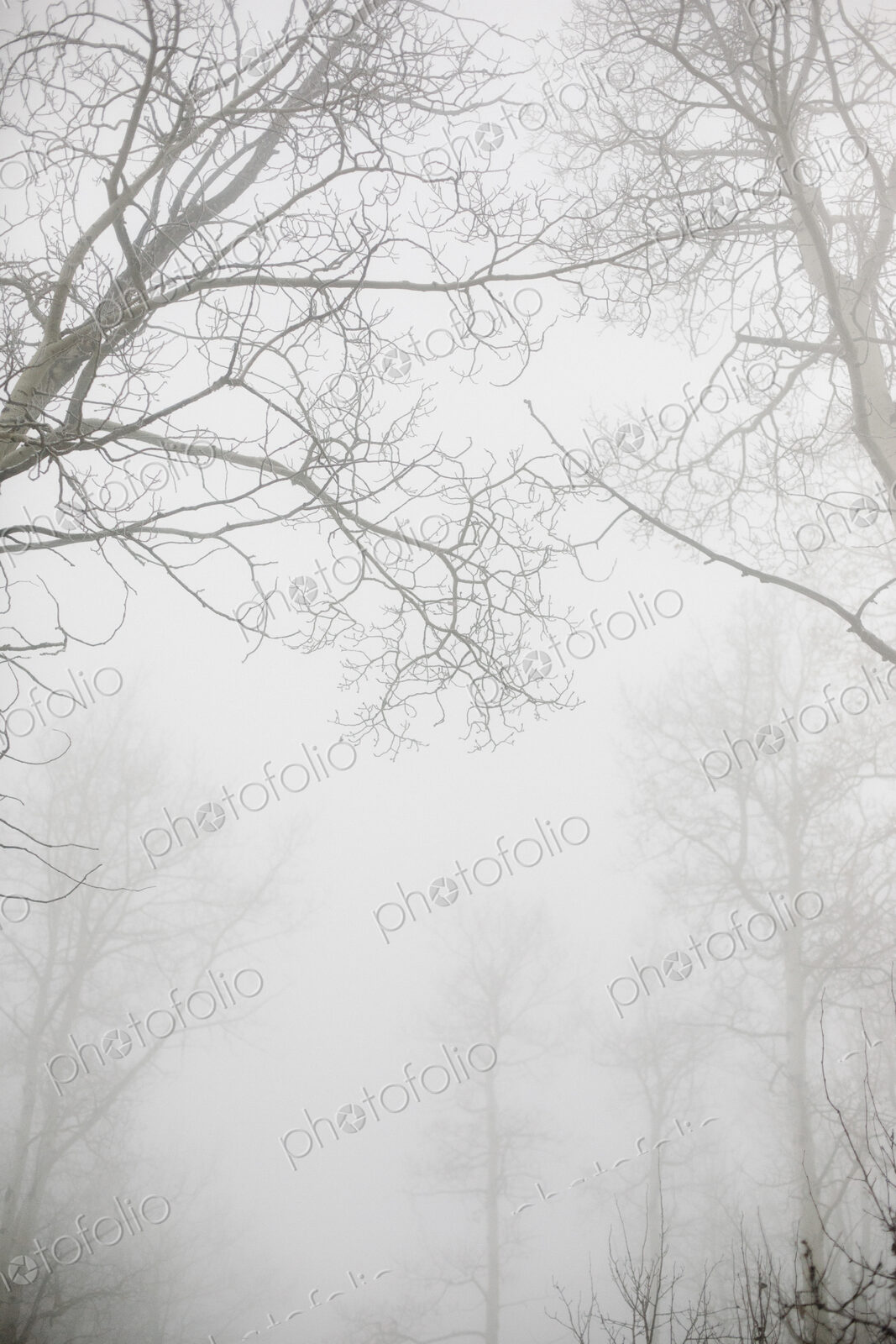 Trees with bare branches in winter seen through thick mist in winter.