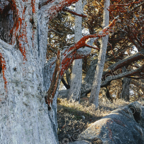Trentephilia algae growing on Cypress trees Trentephilia algae growing on Cypress trees