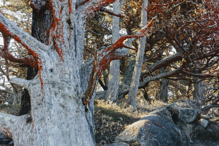 Trentephilia algae growing on Cypress trees