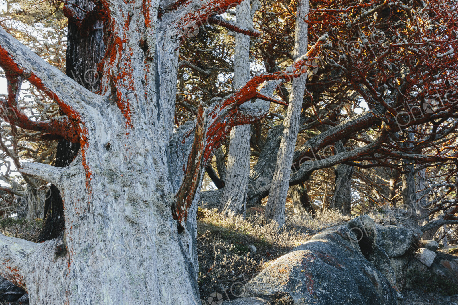 Trentephilia algae growing on Cypress trees