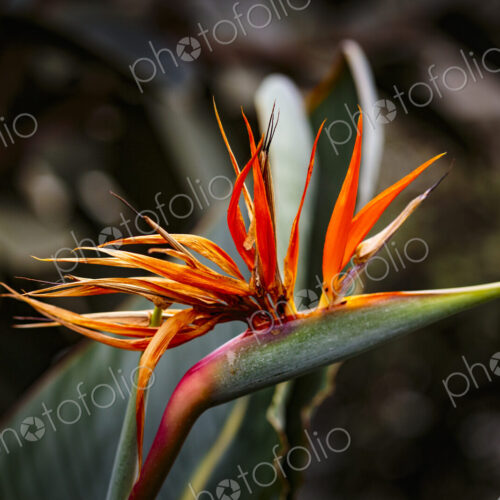Tropical plant, a bird of paradise flower in Gaiser Conservartory, Manito Park, Spokane. Tropical plant, a bird of paradise flower in Gaiser Conservartory, Manito Park, Spokane.