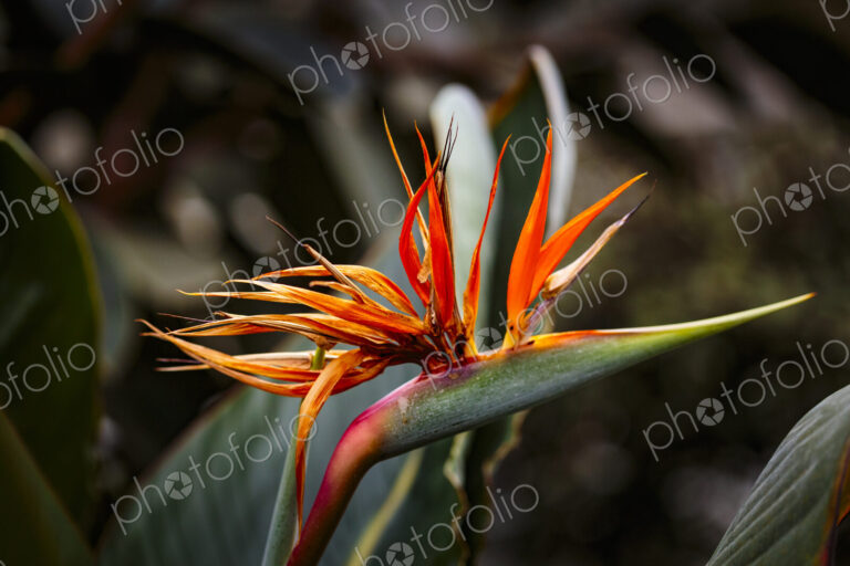 Tropical plant, a bird of paradise flower in Gaiser Conservartory, Manito Park, Spokane.