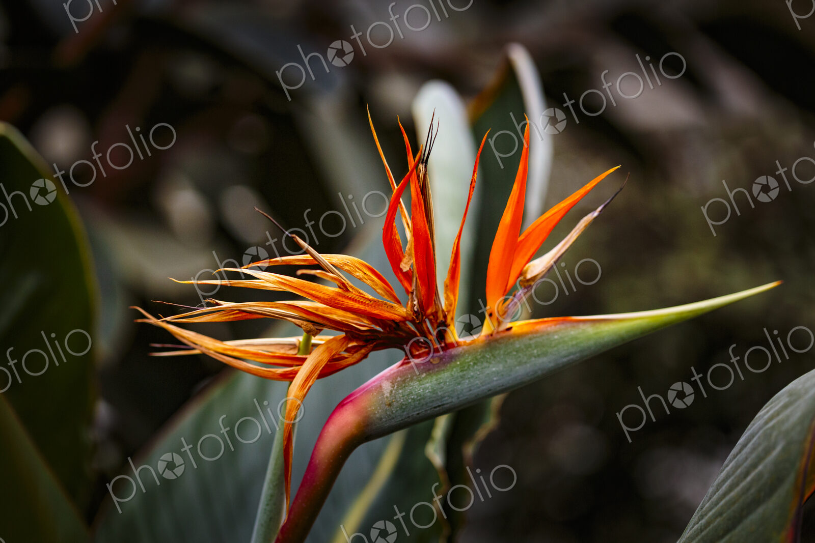 Tropical plant, a bird of paradise flower in Gaiser Conservartory, Manito Park, Spokane.