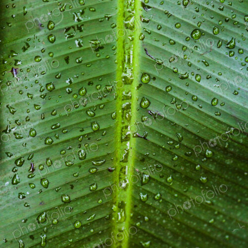 Tropical plant, close up of a ribbed green palm leaf in a conservatory.