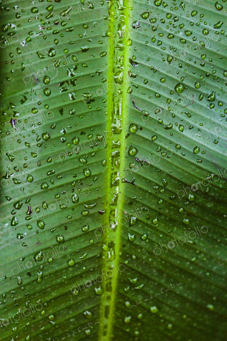 Tropical plant, close up of a ribbed green palm leaf in a conservatory.