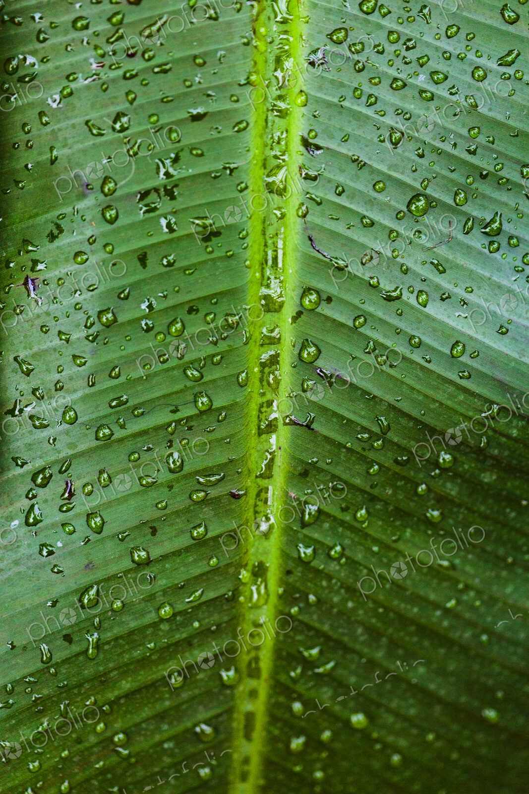 Tropical plant, close up of a ribbed green palm leaf in a conservatory.
