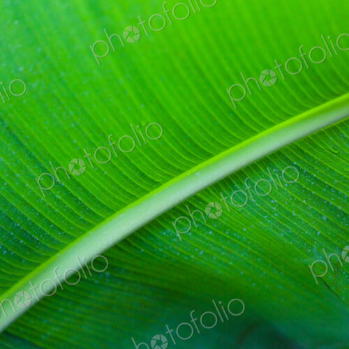 Tropical plant, in Gaiser Conservartory, Manito Park, Spokane Tropical plant, in Gaiser Conservartory, Manito Park, Spokane