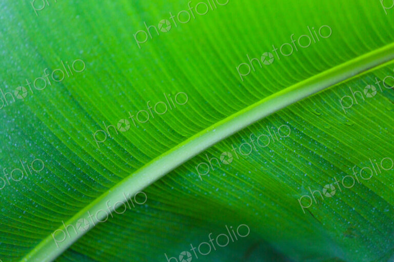 Tropical plant, in Gaiser Conservartory, Manito Park, Spokane