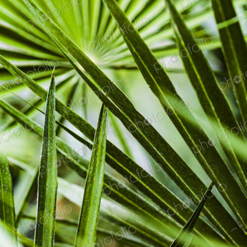 Tropical plants, palm leaves in the Gaiser Conservartory, Manito Park, Spokane. Tropical plants, palm leaves in the Gaiser Conservartory, Manito Park, Spokane.